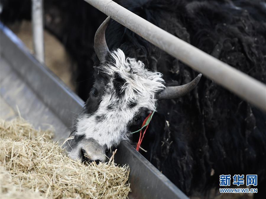 (图文互动)(6)青海省所有贫困县脱贫摘帽