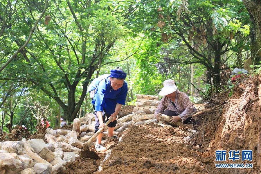 (决战决胜脱贫攻坚·图文互动)(3)问林下要地 助“新市民”就业增收