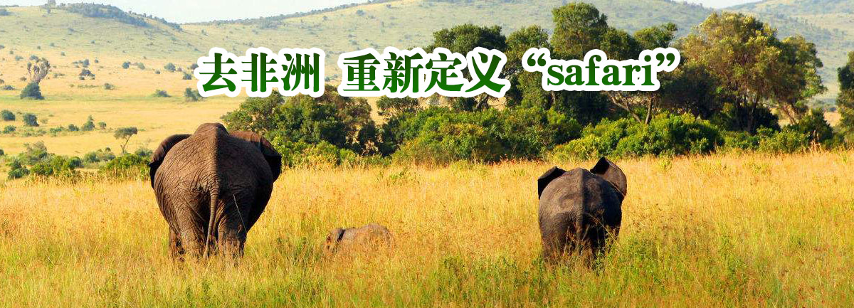 Ӯvwin΢ȥ ¶“safari”