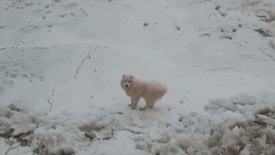 ˹ƱڱϾ·С