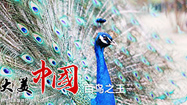 Ӯvwinͼӡ֮