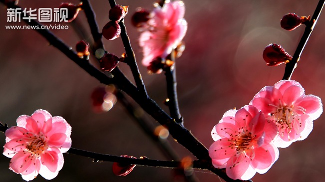 Ӯvwinͼӡ÷ͼ